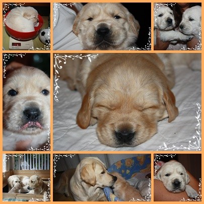 3 1/2 Wochen alt -- wiegen, 2 te Entwurmung , Hermine und Mami Paula gemeinsam bei den Welpen in der Wurfkiste!, kuscheln :)