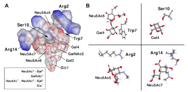 図５　GT1b / c10ペプチドとGT1bとの間の相互作用モデル。 （A） 分子動力学シミュレーションで得たペプチドのTrp7の側鎖を10Å以内でGT1bのGal4のB面に近づけた重ね合わせ。 GT1bの七糖のコンフォメーションは、Protein Data Bank（1FV2）から得た。 （B）ペプチド - 七糖複合体における認識のモデル。 水素結合は、緑色の点線で示されている。