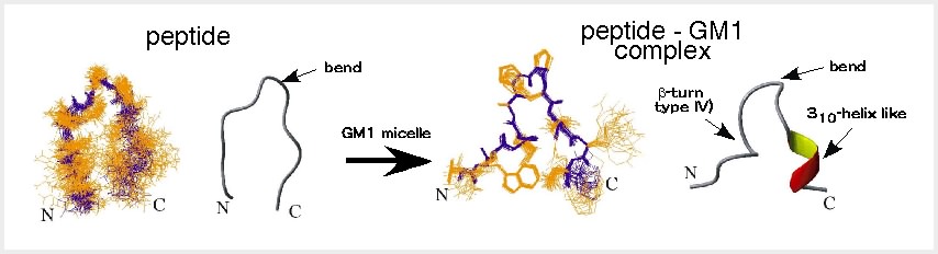 図2　GM1結合性ペプチドp3のコンホメーション。GM1との相互作用により、構造変化を起こす。