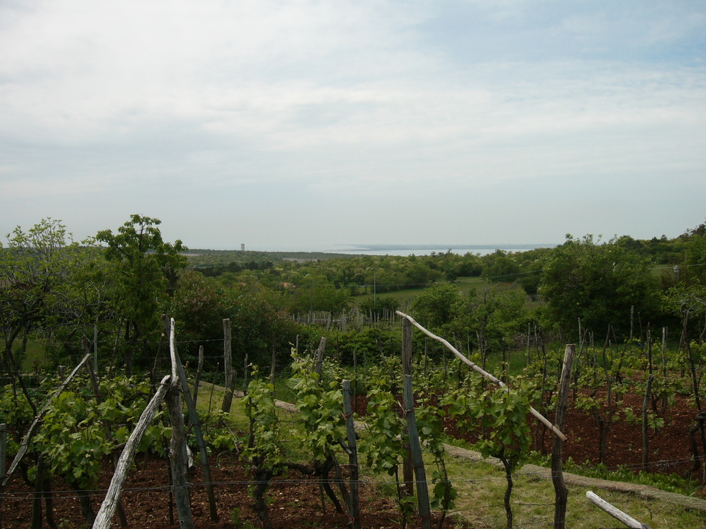 Sul Carso verso San Pelagio