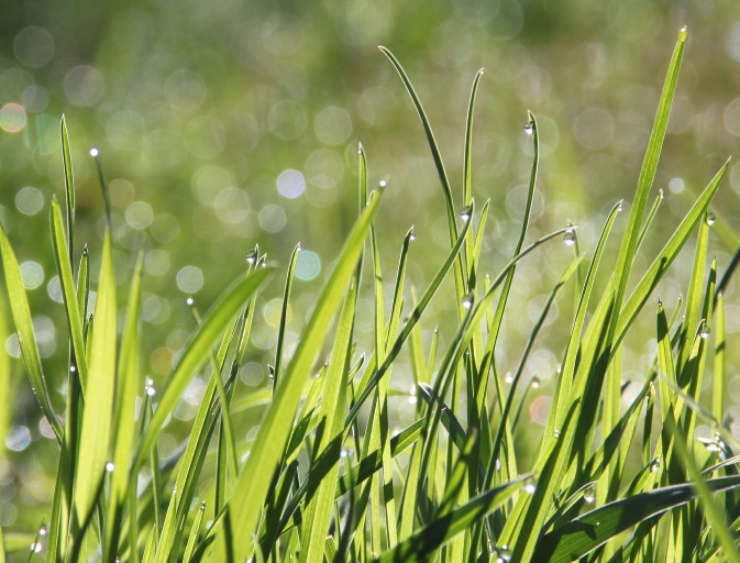 How Long Should You Water Grass? gardenandlandscape