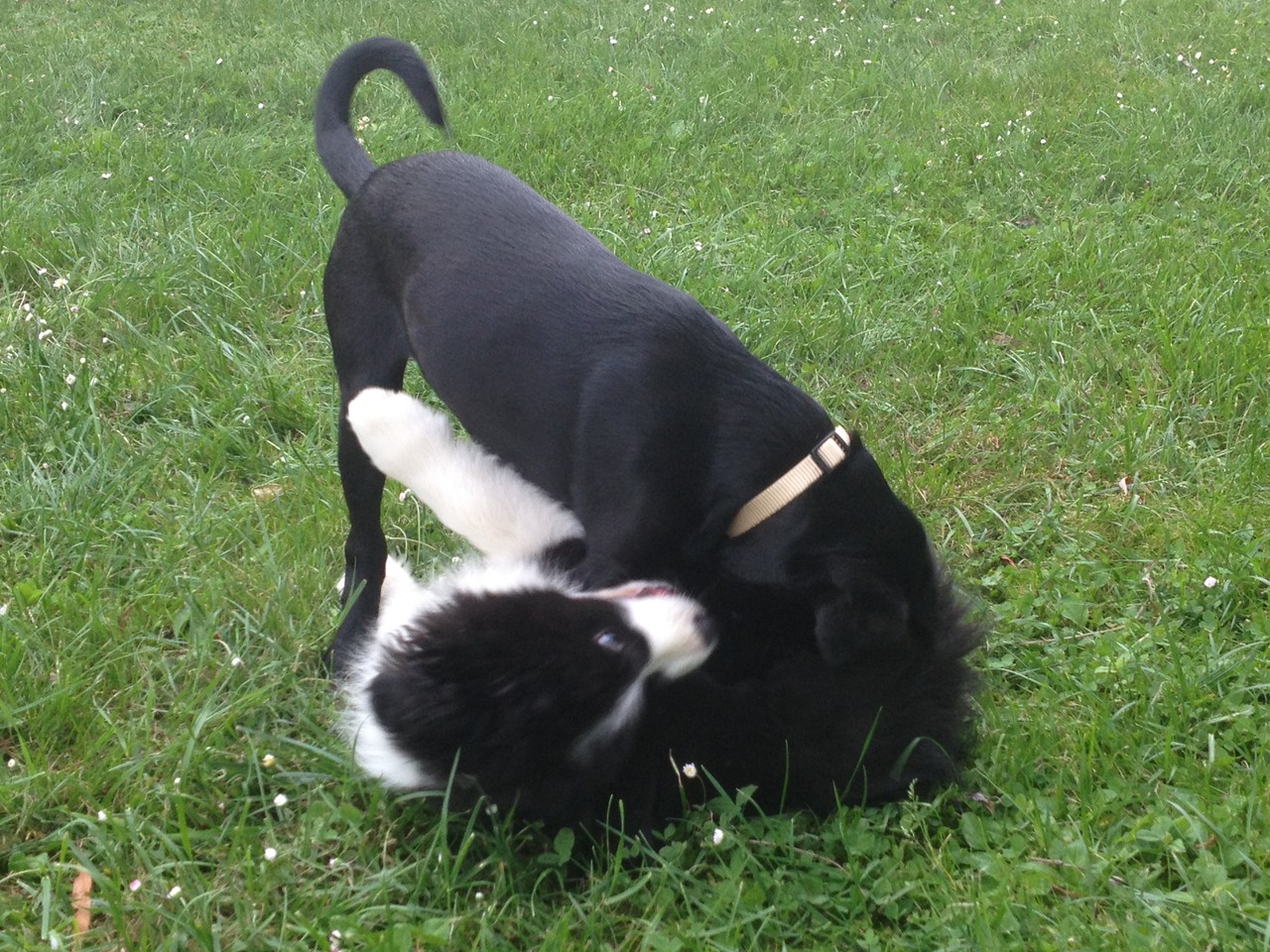 Sammy (Bordercollierüde) und Nero (Labradorrüde) 2013