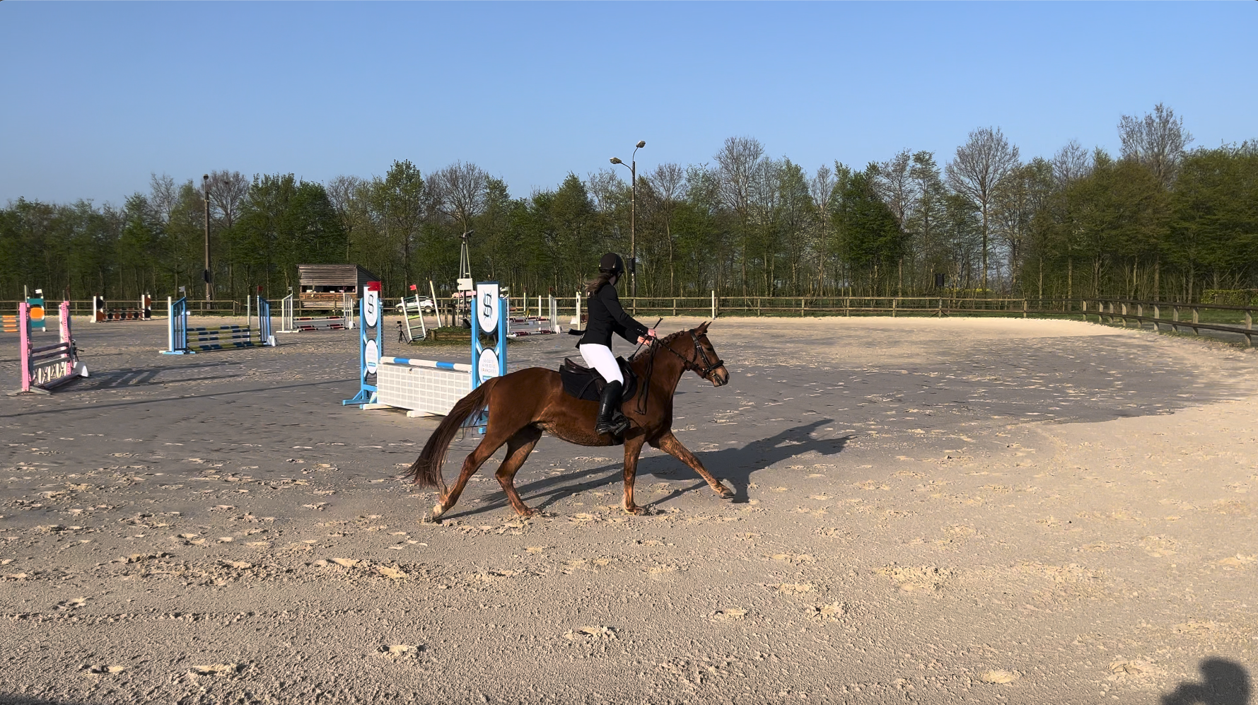 Loki du Vautoudan : première sortie en concours CSO 4 ans D