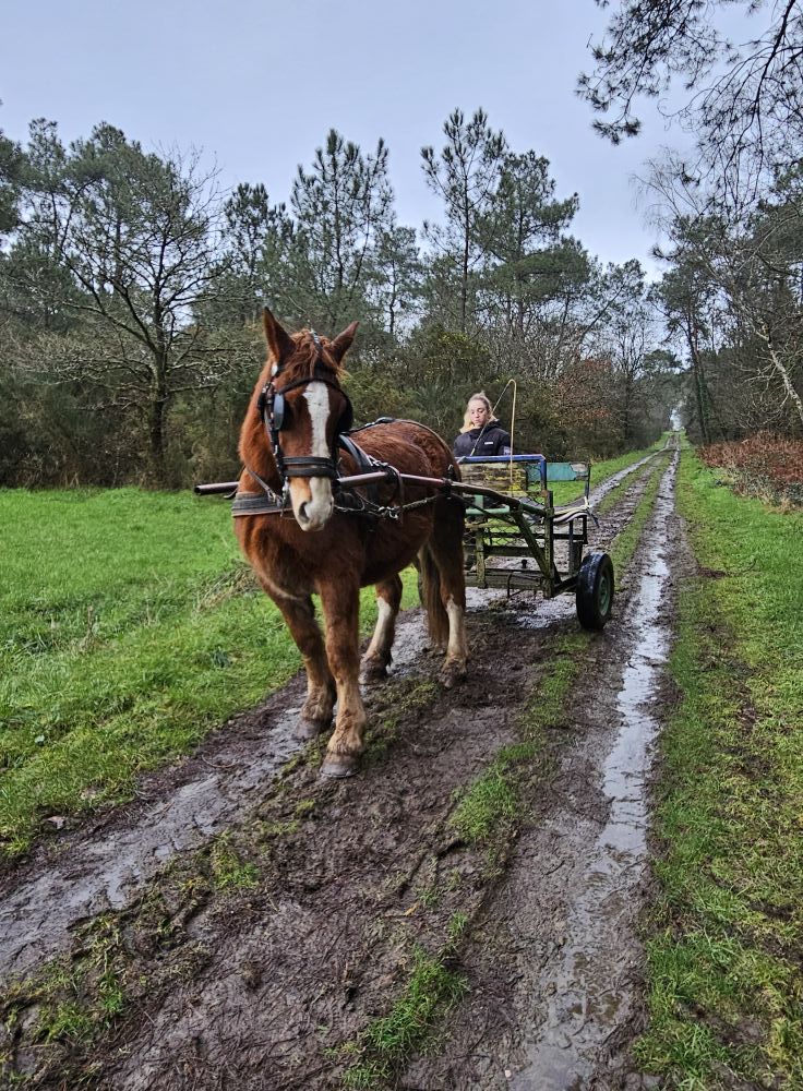 Fin de débourrage pour Merlin !