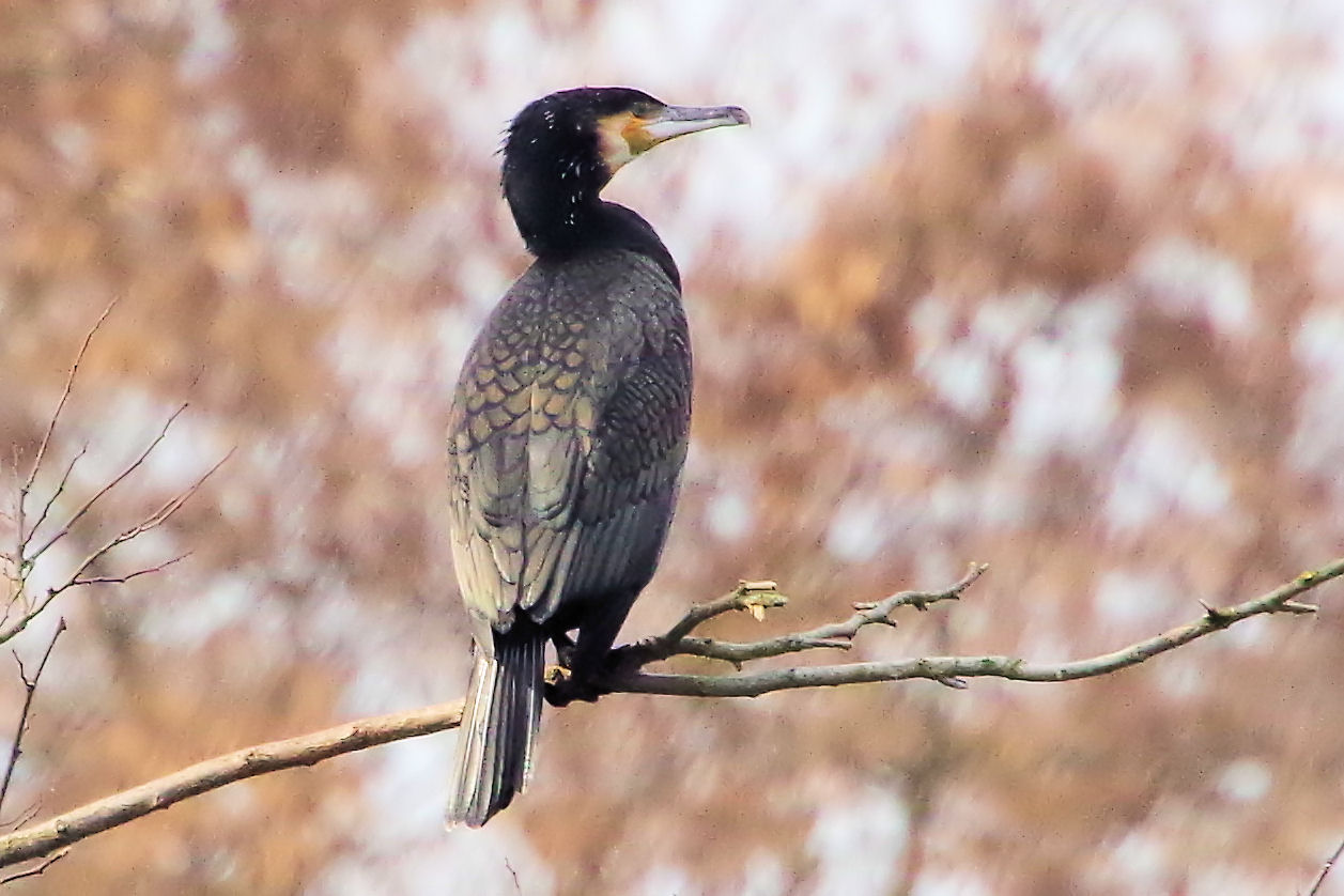 Kormoran