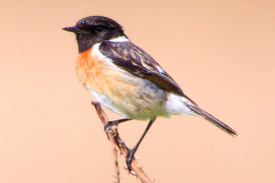 Schwarzkehlchen