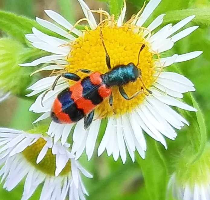 Bienenkäfer