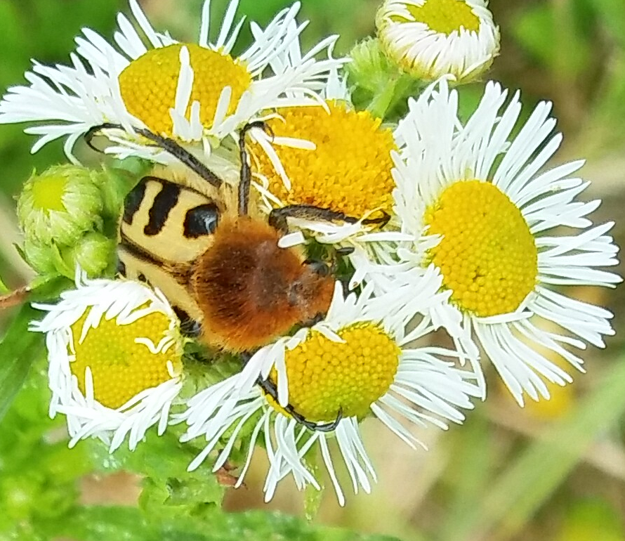 Pinselkäfer