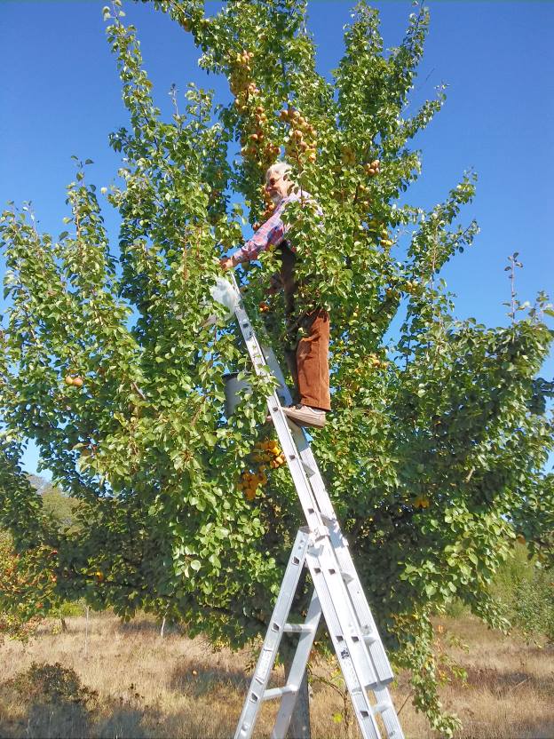 Birnen mildern die Säure im gepreßten Saft und runden den Geschmack ab   Foto: M. Fluck