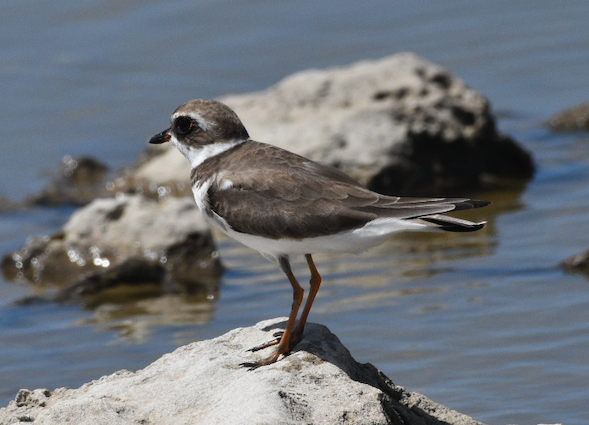 Semipalmated Plover