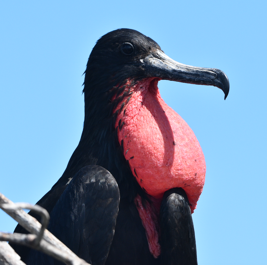 Magnificent Frigatebird