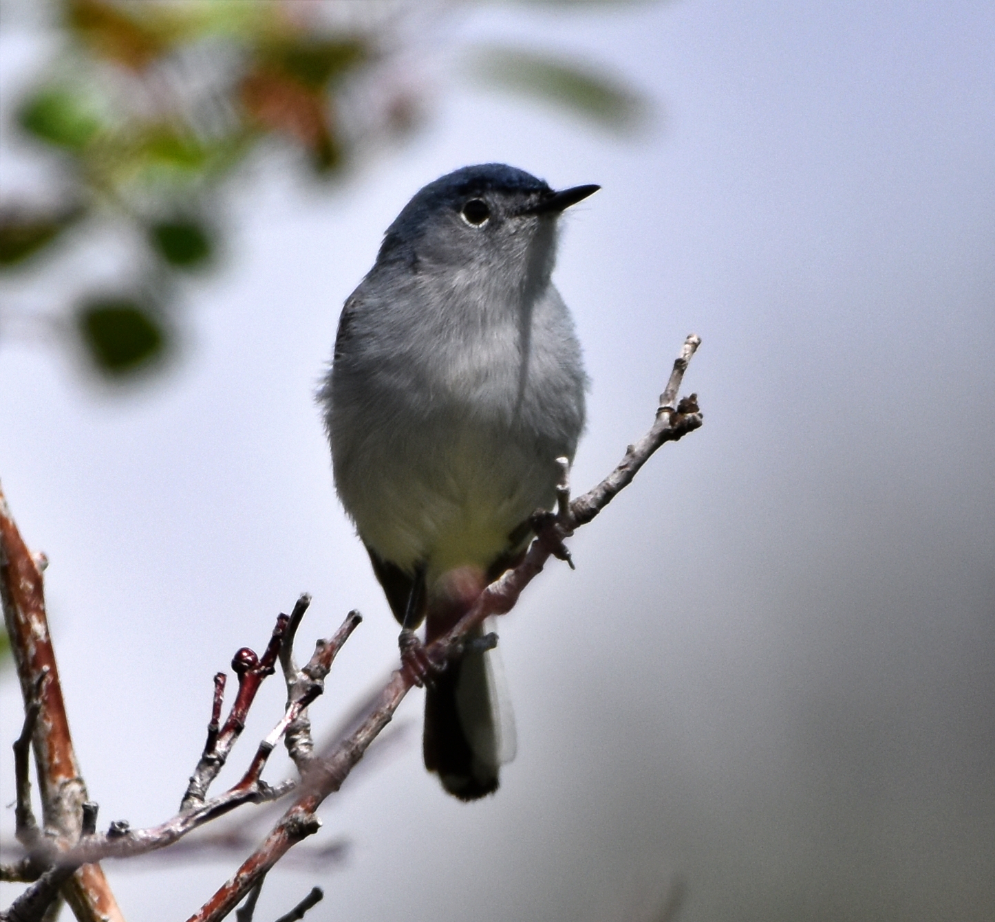 Blue-gray Gnatcatcher