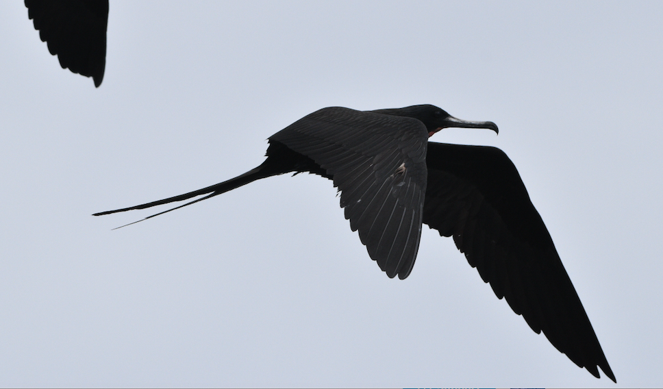 Magnificent Frigatebird