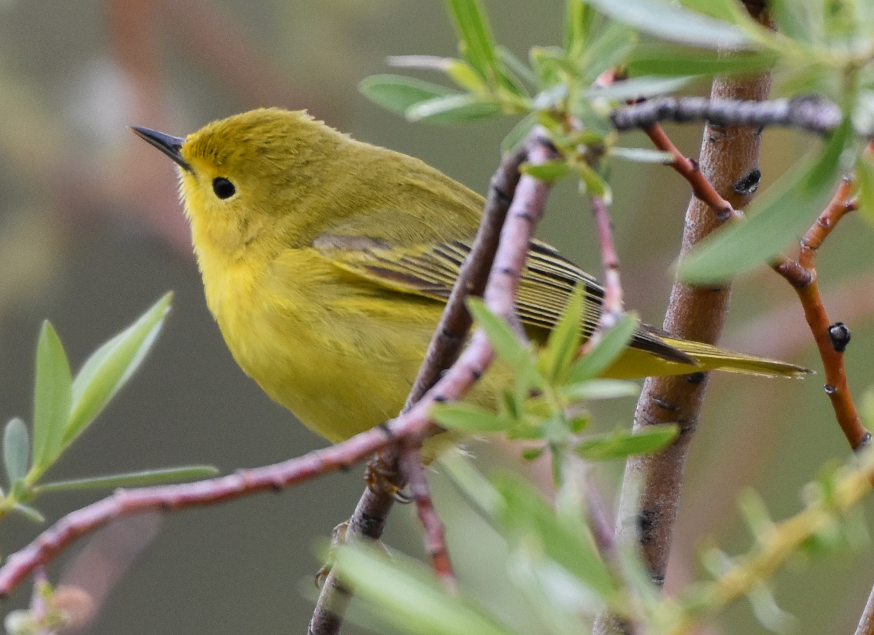 Yellow Warbler