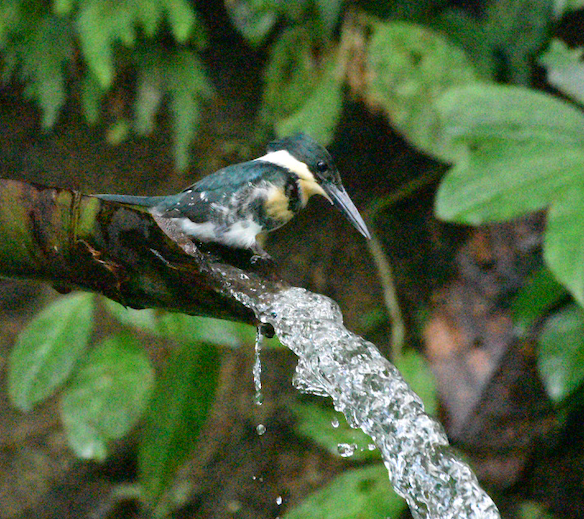 Green Kingfisher