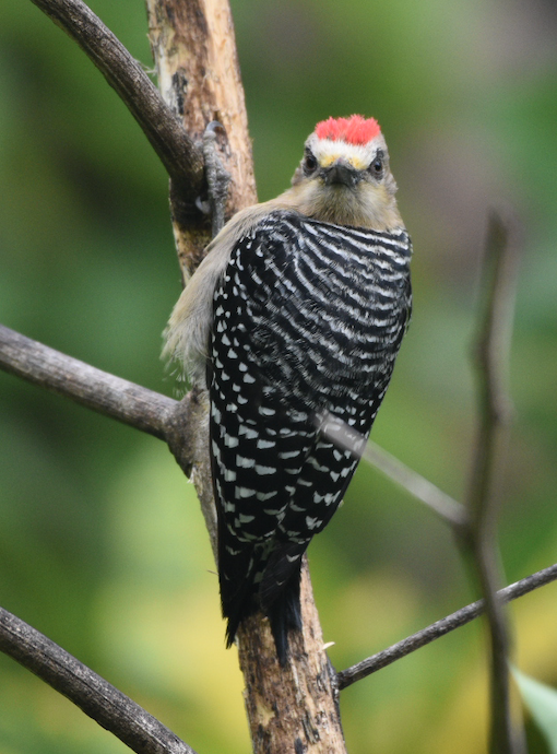 Red-crowned woodpecker