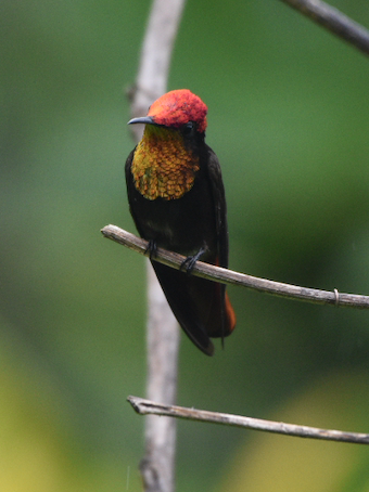 Ruby-topaz Hummingbird