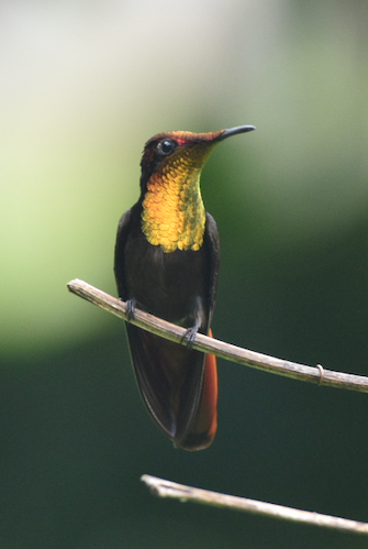 Ruby-topaz Hummingbird