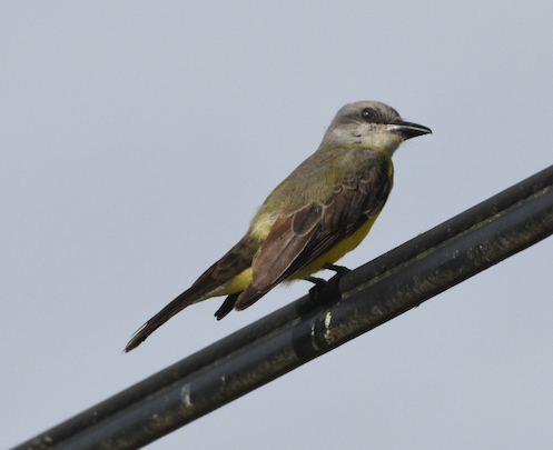 Tropical Kingbird