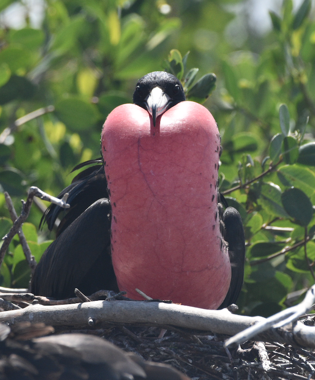 Magnificent Frigatebird