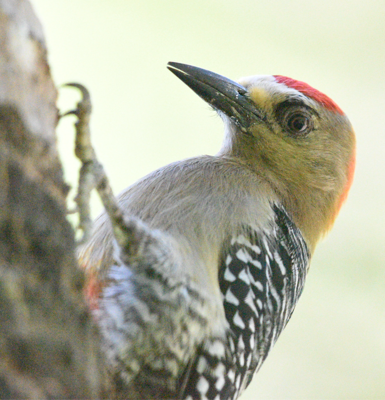 Red-crowned Woodpecker