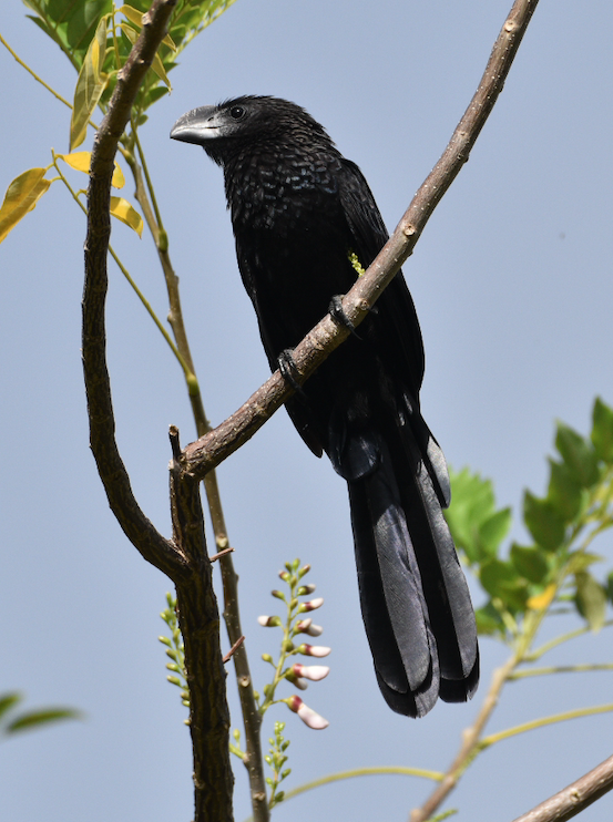 Smooth-billed Ani