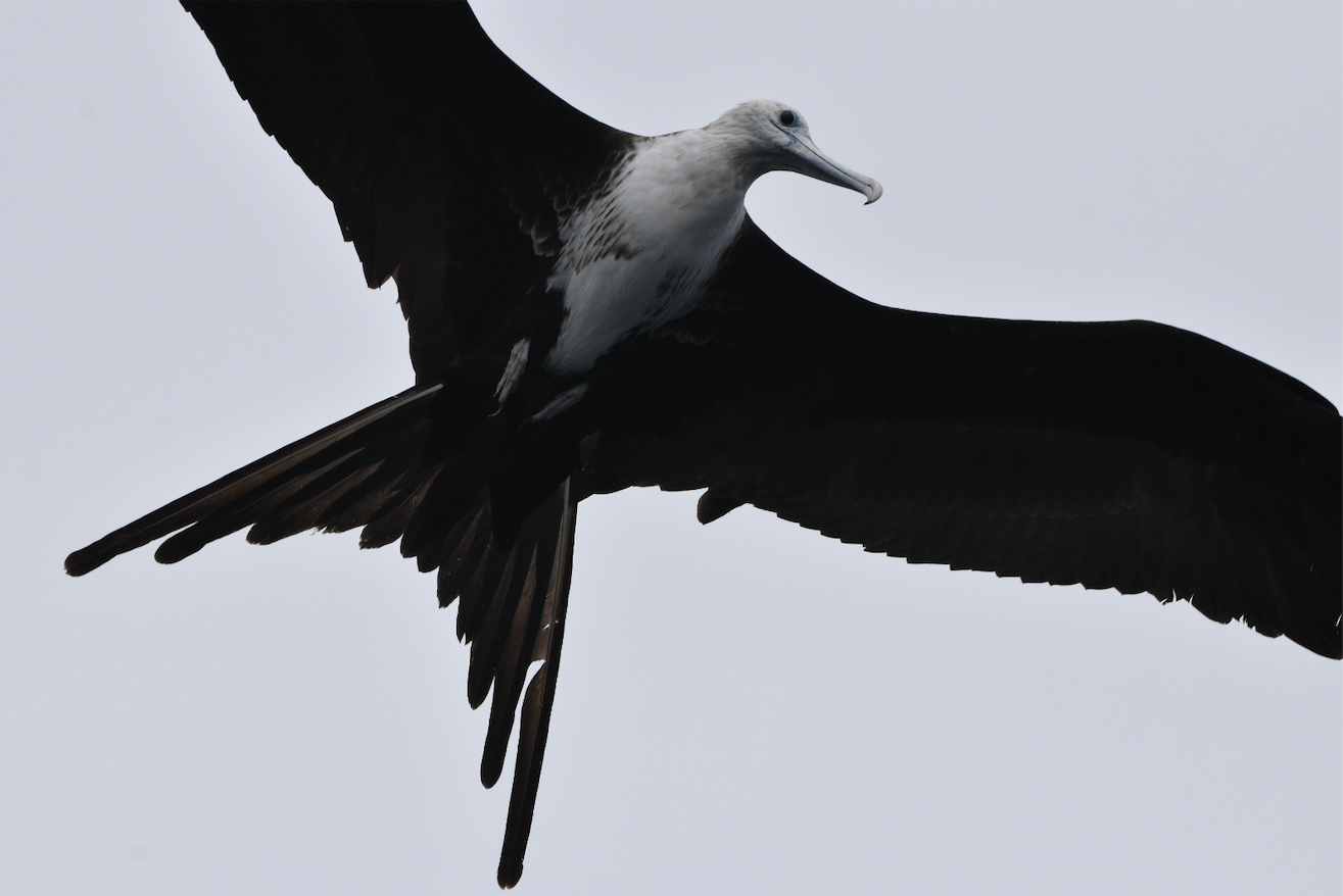 Magnificent Frigatebird