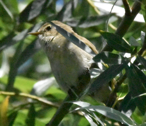 Chiffchaff at Fowlmere