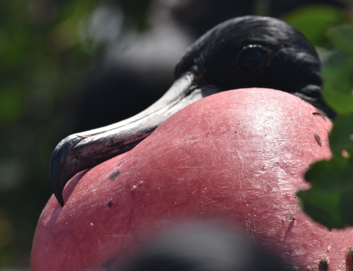 Magnificent Frigatebird