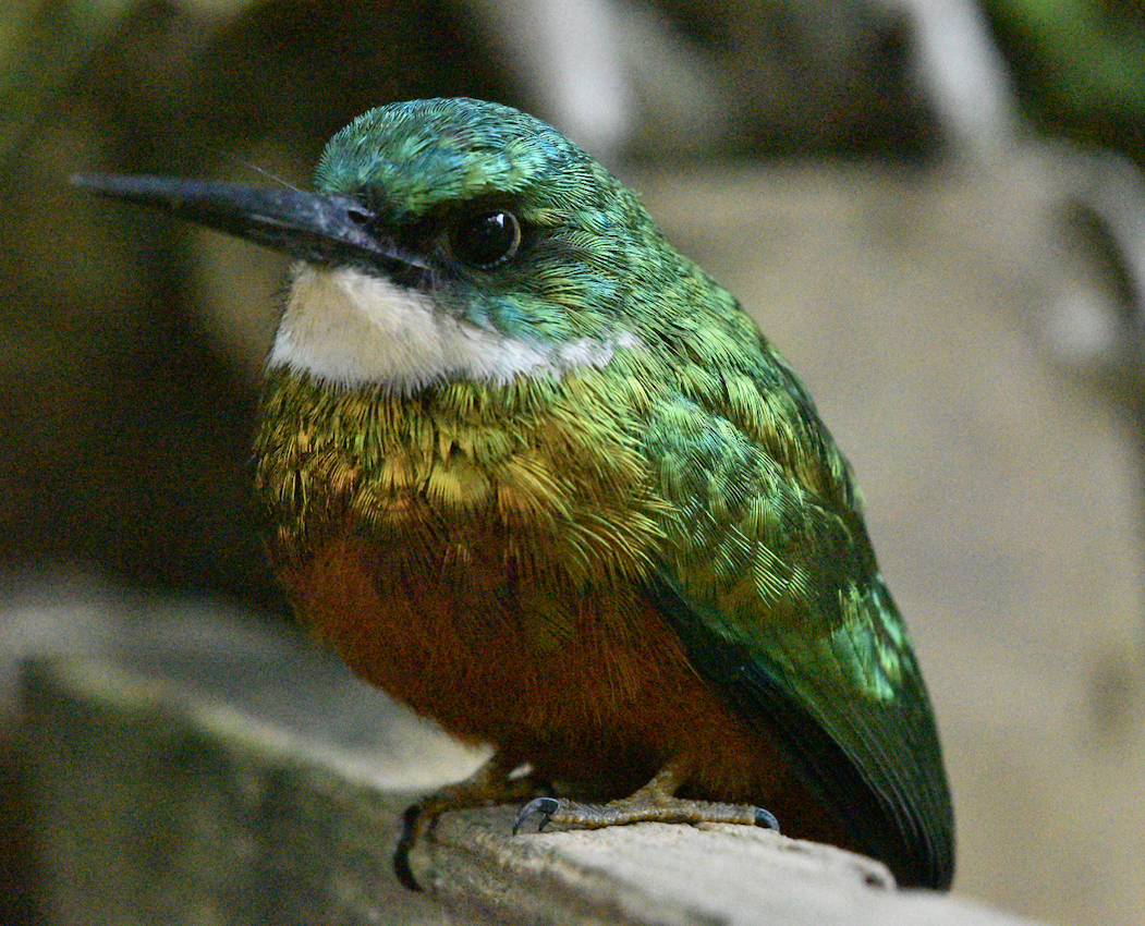 Rufous-tailed Jacamar