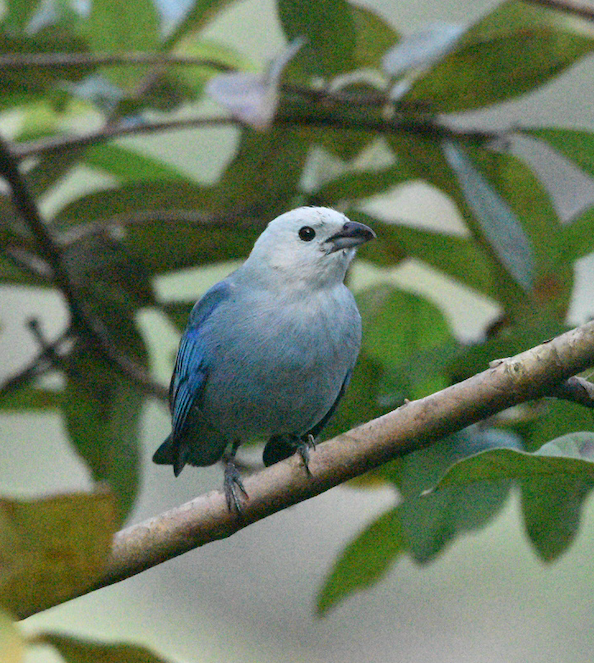 Blue-grey Tanager