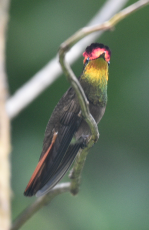 Ruby-topaz Hummingbird