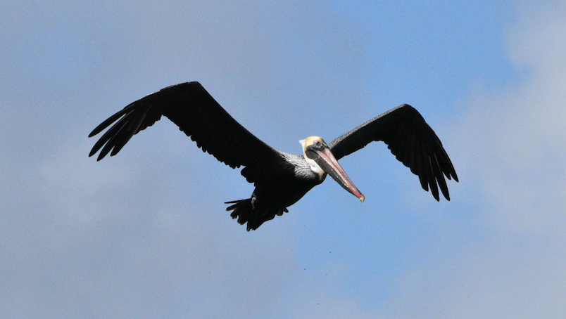 Brown pelican