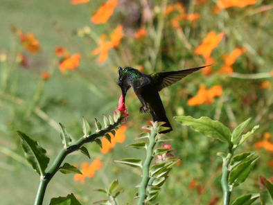 Antillean Created Hummingbird