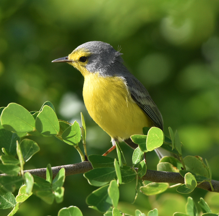 Barbuda Warbler