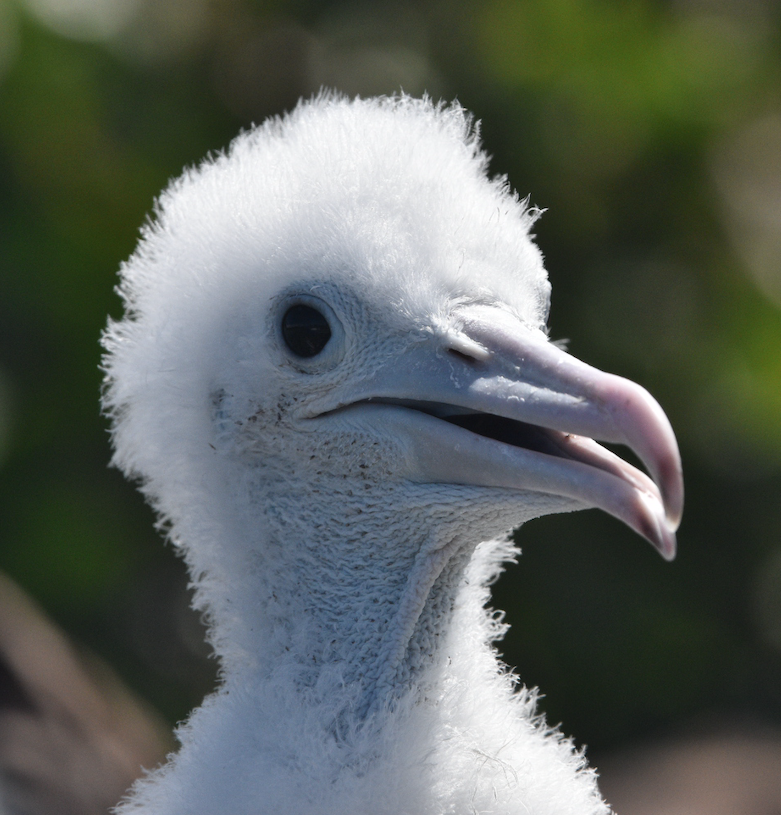 Magnificent Frigatebird