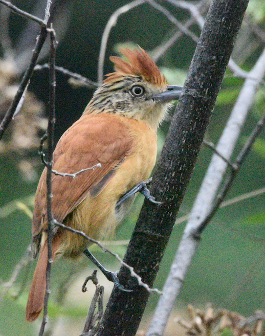 Barred Antshrike (f)