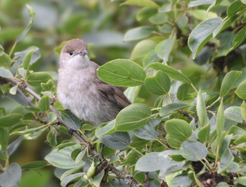 Blackcap Cotswold Water Park