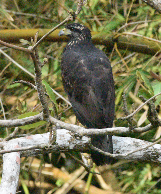 Great Black Hawk