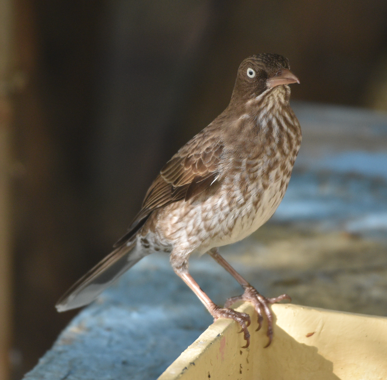 Pearly-eyed Thrasher