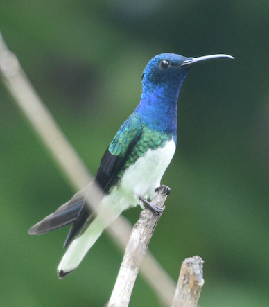 White-necked Jacobin