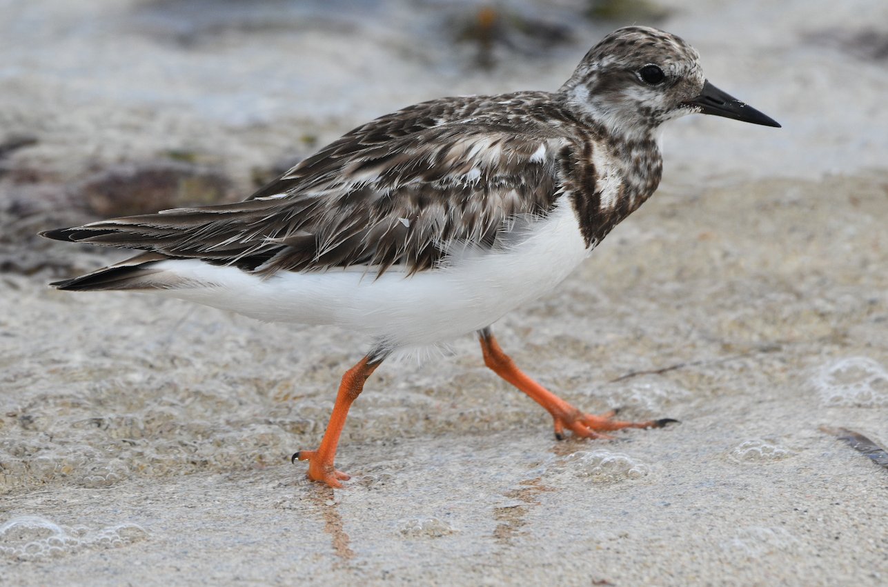 Ruddy Turnstone