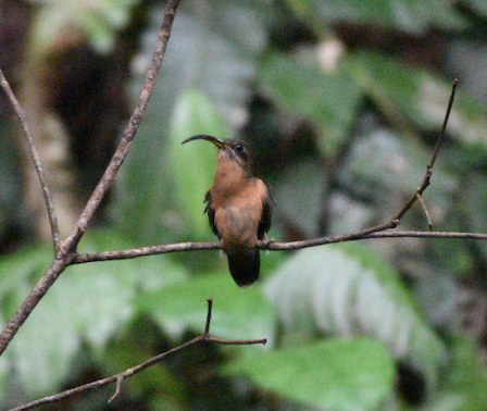 Rufous-breasted Hermit