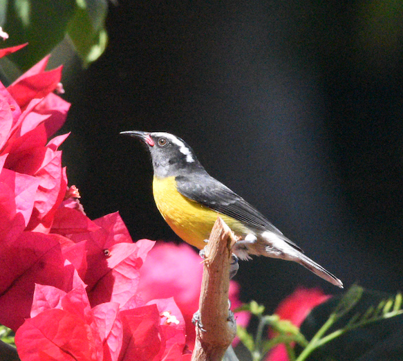 Bananaquit