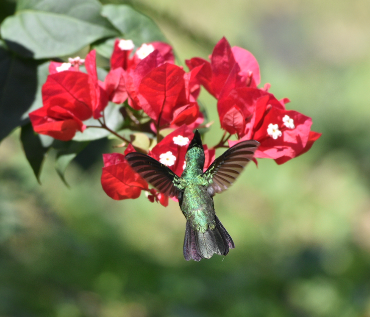 Antillean Created Hummingbird