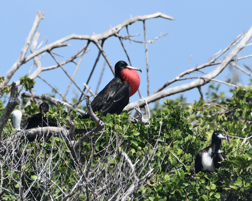 Magnificent Frigatebird