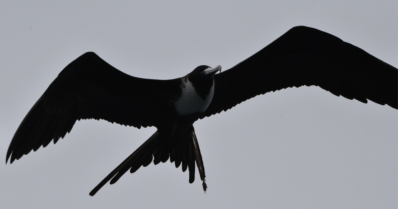 Magnificent Frigatebird