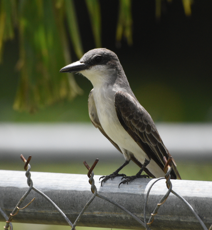 Gray Kingbird