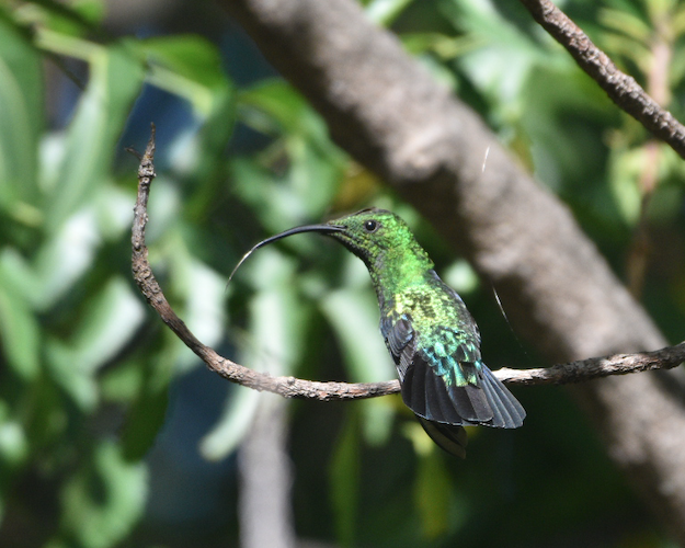 Green-throated Carib