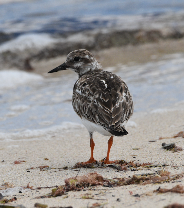 Ruddy Turnstone